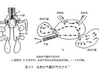 邱博士談武學(xué)：武術(shù)中的閉氣與踵息、胎息